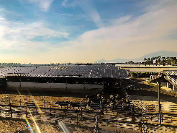 Impianto Fotovoltaico ~1 MegaWatt installato Pastorano, (CE) dall'azienda DMT Solar installatore certificato Tesla Powerwall e Sunpower Maxeon impianto fotovoltaico in Campania, Lazio, Molise, Lombardia, Piemonte, ITALIA